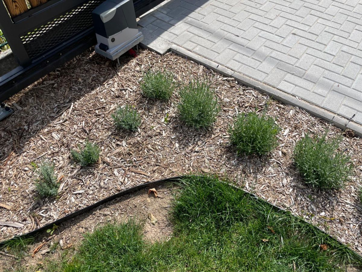 levandule test_cz--cs-CZ_1